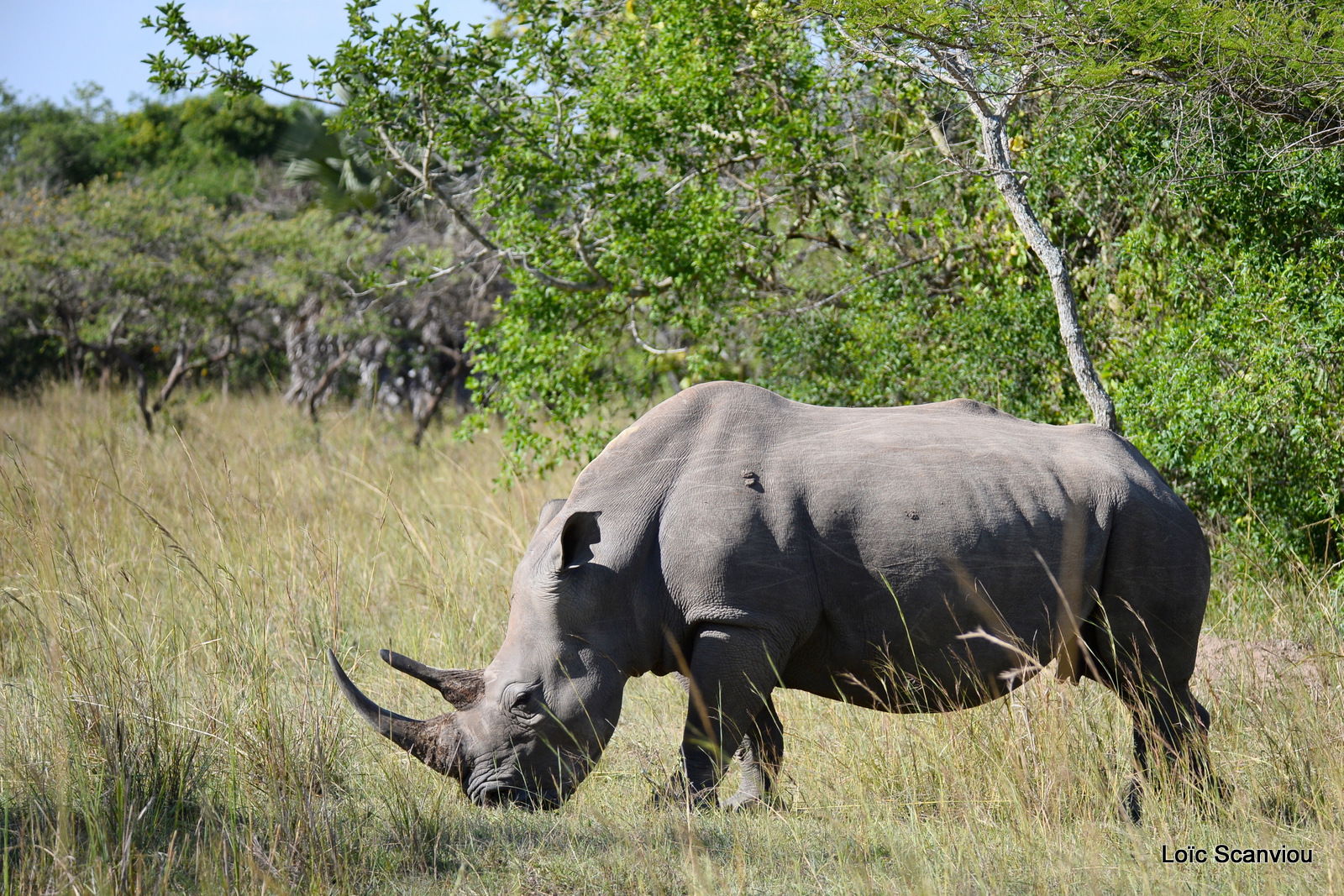 Rhinocéros blanc/White Rhinoceros (3)