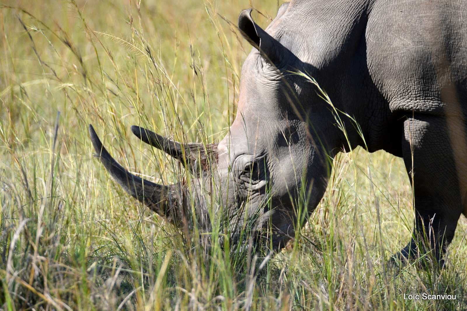 Rhinocéros blanc/White Rhinoceros (4)