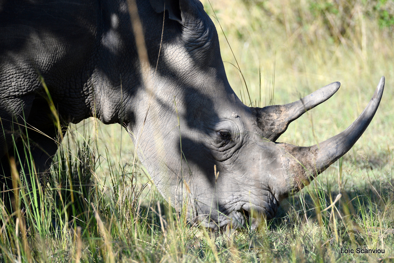 Rhinocéros blanc/White Rhinoceros (5)